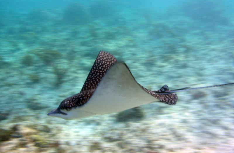 Half Moon Bay Reef Akumal-Thumbnail