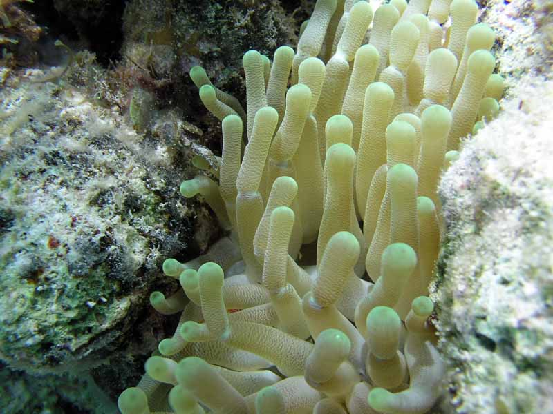 Half Moon Bay Reef Akumal-Thumbnail