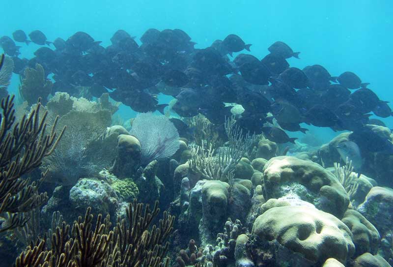 Half Moon Bay Reef Akumal-Thumbnail