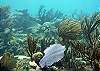 Half Moon Bay Reef Akumal-Thumbnail