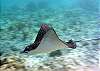 Half Moon Bay Reef Akumal-Thumbnail