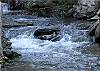 Coyote Creek 510