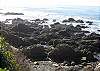 Enjoy exploring the tidepools! The beach access is only one house away.