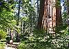 Big Trees State Park