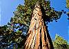 Big Trees State Park right down the street