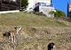 The deer in the meadow area below