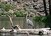 A graceful Blue Heron is watching the Deschutes River flow by.
