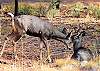 Two deer playing.  This home has wrap around decks that open up to a huge common area.