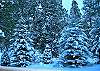 A magical winter wonderland.  The entire family will have a great winter vacation in Redwing Lane 06.  Picture your family made snowman here!
