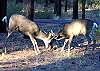 Friendly wildlife is a part of Sunriver's beautiful landscape.