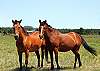 Horses right behind the home.