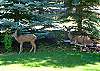 Everyone will enjoy the local residents that will come to visit.  Nature at your doorstep!