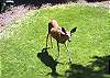 Look!  It is Bambi!