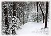 The driveway covered in snow on Christmas 2011!
A winter wonderland!