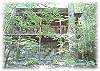 View of the cabin, through the lush trees, as you come up the driveway!