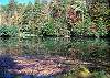 Walking distance to Indian Rock Fishing Pond and historical site.
Cherry Log Mountain has many lakes, fishing ponds and hiking trails to enjoy outdoor activities.