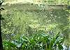 Fishing Pond at Indian Rock