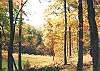 Orange and golden colors all 10 acres at Wilscot Ridge Estate