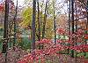 Wilscot Ridge Lodge in full colors of Fall