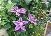 The cottage features an outstanding set of perennial gardens for your enjoyment.
