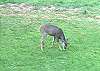 The opportunities to spot White Mountain wildlife are many at the Cannon View Vacation Rental property. Here's another example... we left the moose for you to spot.