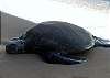 Honu (Sea Turtle) taking rest on adjoining beach at Sunset