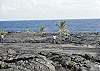 Take this unique lava walk right out the front door of Kalapana Shores