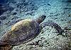 Honu Kai is named for the <i>honu</i> (sea turtles) who make their home in the Kapoho tide pools where you'll find some of the best snorkeling on the Big Island.