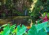 Gorgeous waterfall and pond in the backyard