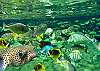 Puffy the pufferfish and many exotic friends await you in Lagoon House's warm and clear waters.