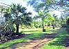 The palm-lined driveway leading to Hale Loa.