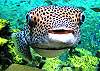 The famous Puffy swims in for her close up.
