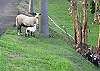 The Kailani Villa pet sheep entertain guests and occasionally we have new babies to enjoy...Spring 2012 brought 4 new sheep!