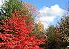 Fall color