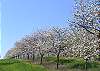 Cherry trees bloom in the spring