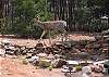 Deer Roaming in the backyard
