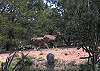 Deer Roaming in the backyard