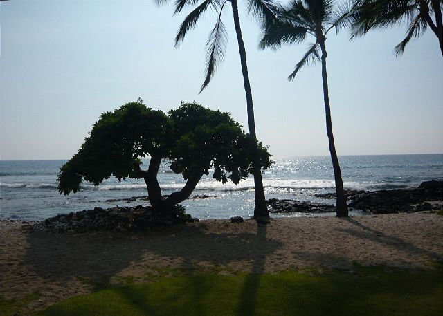 Sandy beach behind the condo.
