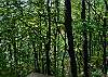 Forest view