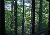 Forest view