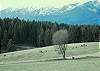 Elk Behind Front Range Panorama