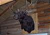 The resident Moose of "Moose Lodge".
