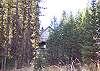 Scott Chalet Through the Trees