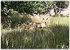 Wildlife may stop by for a visit