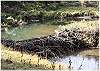 A beaver dam on the creek