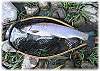 One of the fine brown trout waiting for you