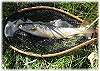 Another fine trout from the East Gallatin river