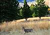 Wildlife is likely to be right out the back door