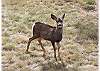 Wildlife may stop by for a visit