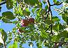 Apple trees on the property